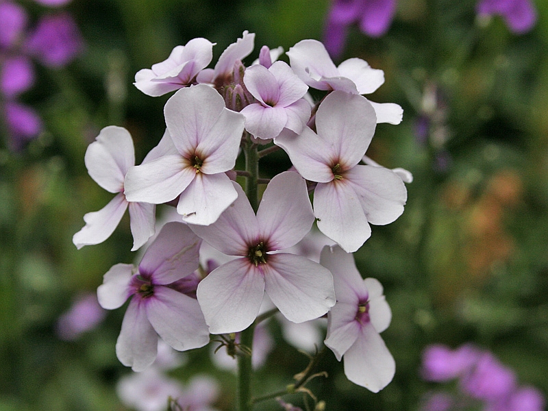 Hesperis matronalis Damastbloem Dame's Rocket